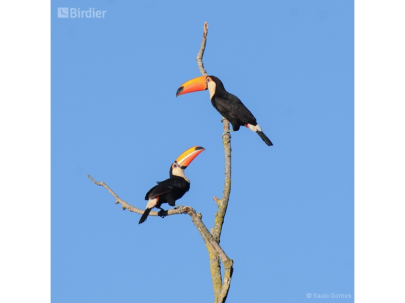 Toco Toucan