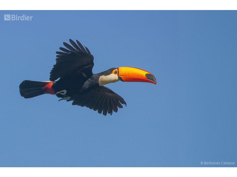 Toco Toucan