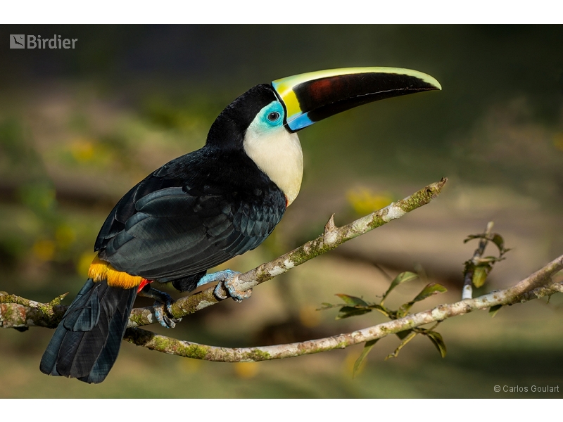 White-throated Toucan