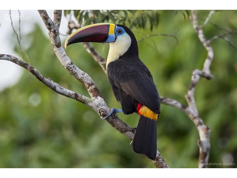 White-throated Toucan