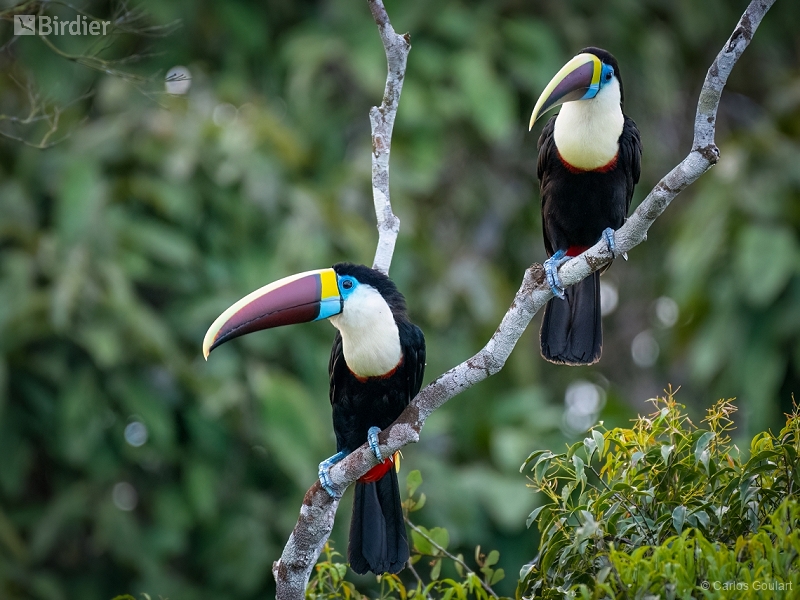 White-throated Toucan