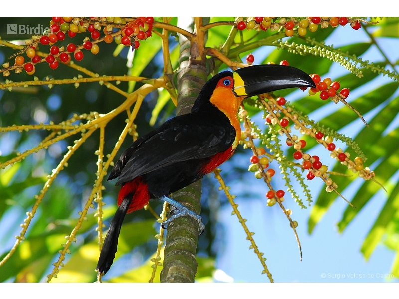 Channel-billed Toucan