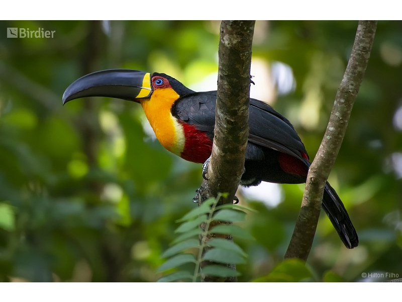 Channel-billed Toucan