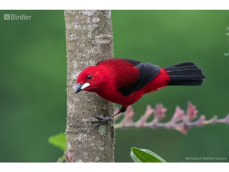 Brazilian Tanager