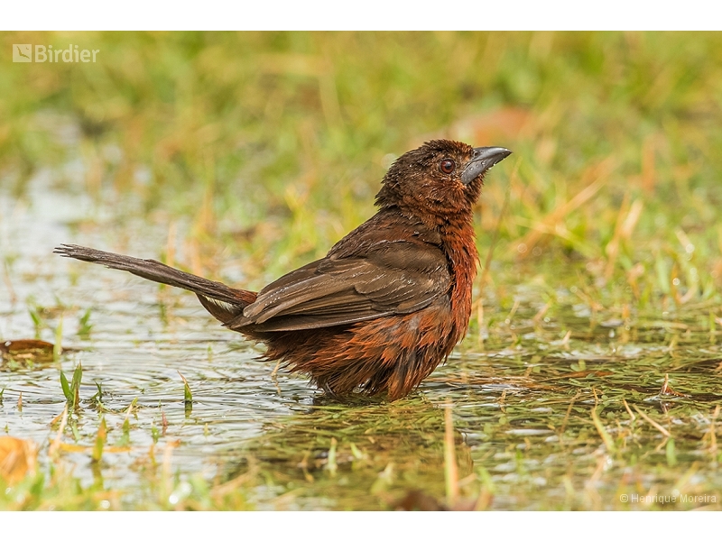 Silver-beaked Tanager