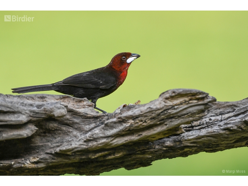 Silver-beaked Tanager