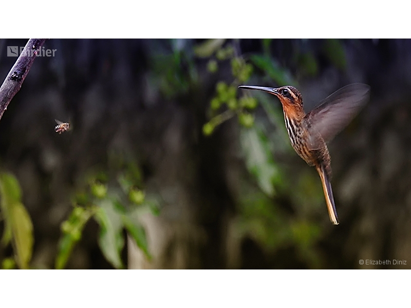 Saw-billed Hermit