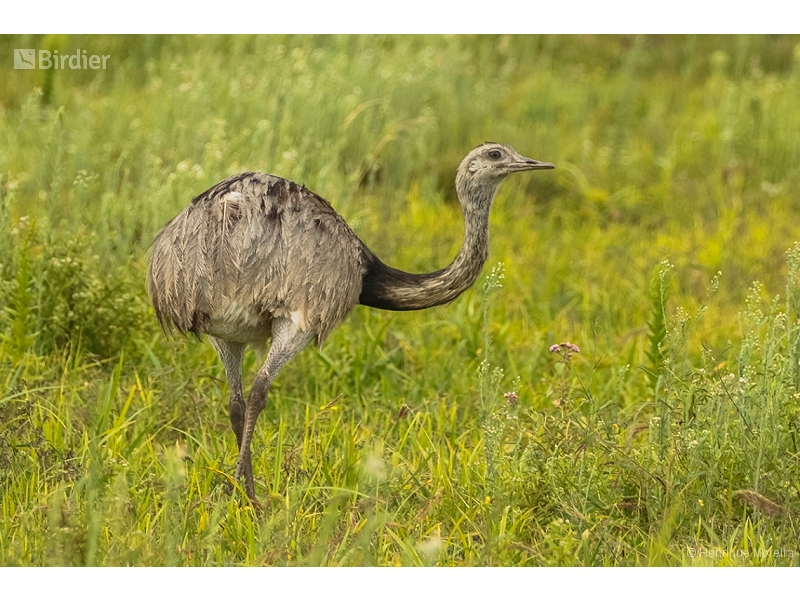 Greater Rhea