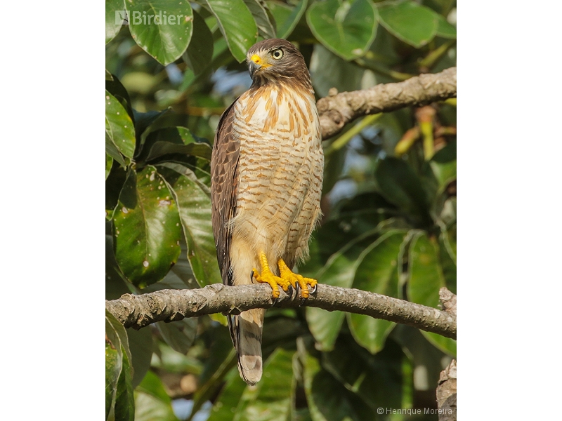 Roadside Hawk
