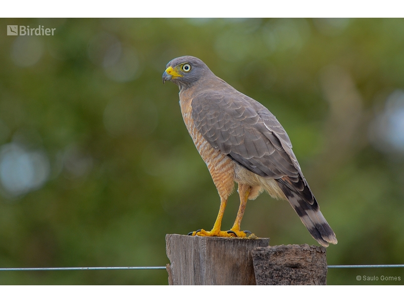 Roadside Hawk