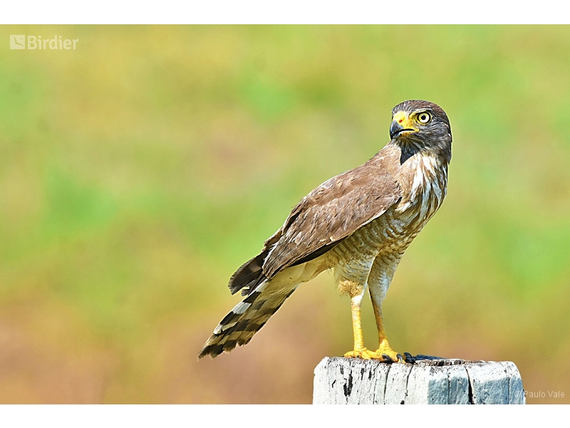 Roadside Hawk