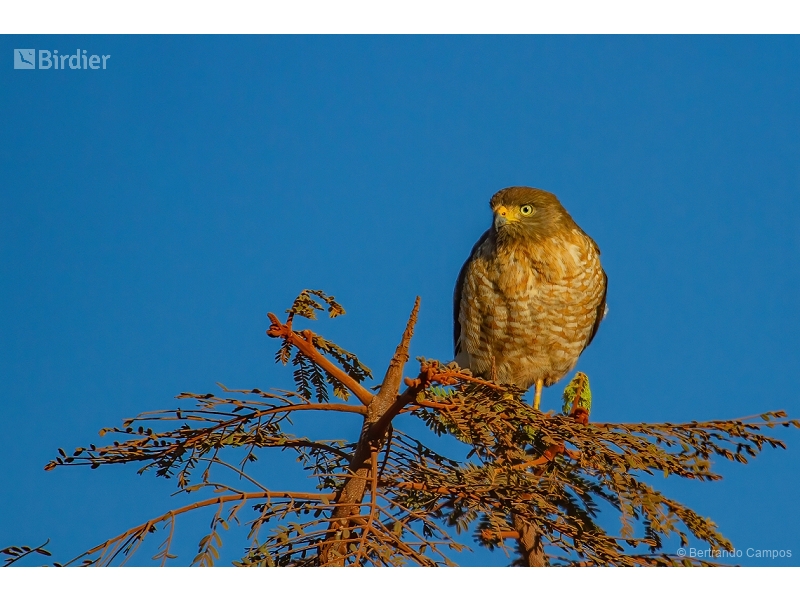 Roadside Hawk