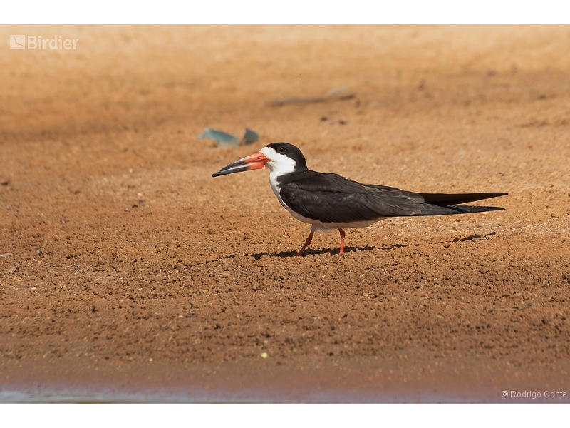 Black Skimmer