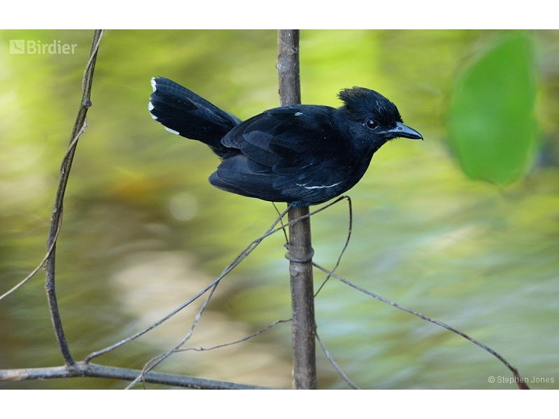 Glossy Antshrike