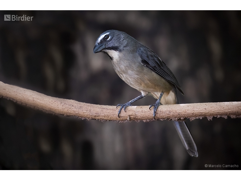 Bluish-grey Saltator