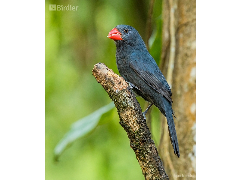 Black-throated Grosbeak