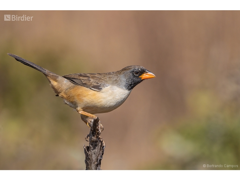 Black-throated Saltator