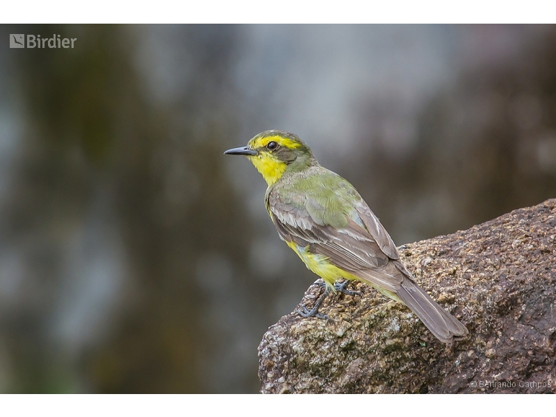 Yellow-browed Tyrant
