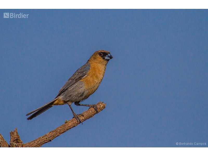 Cinnamon Tanager