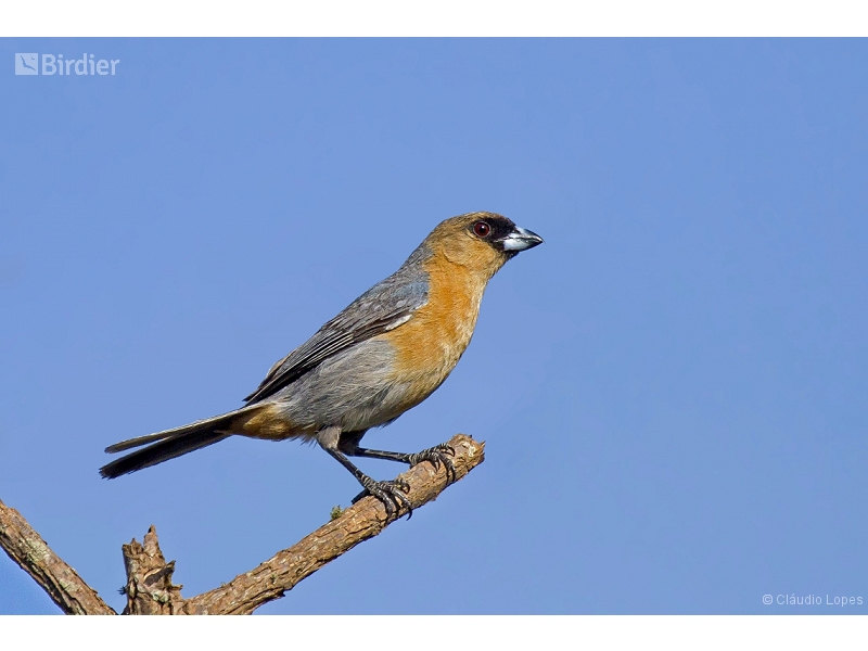 Cinnamon Tanager