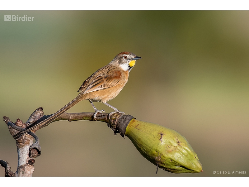 Chotoy Spinetail