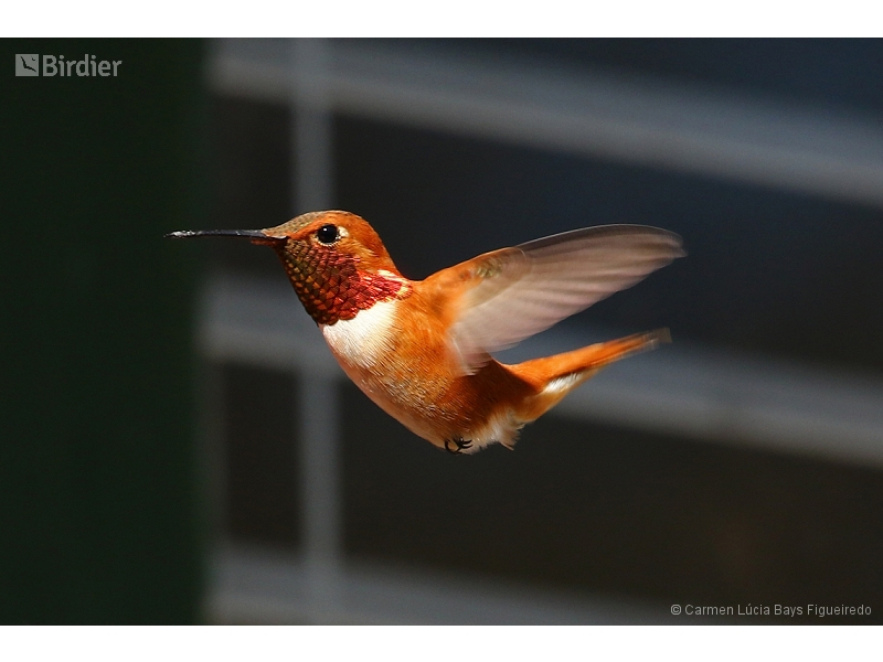 Rufous Hummingbird