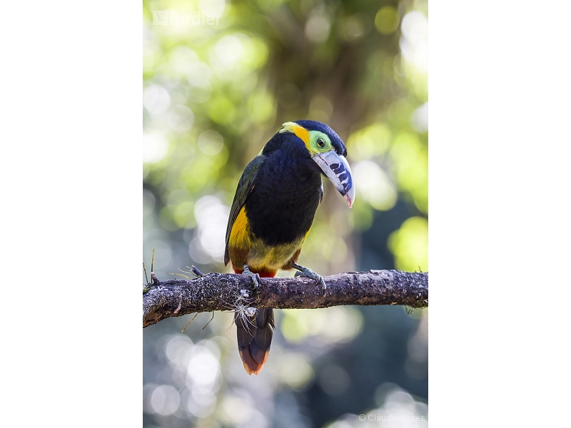 Spot-billed Toucanet