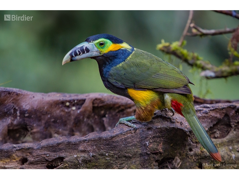 Spot-billed Toucanet
