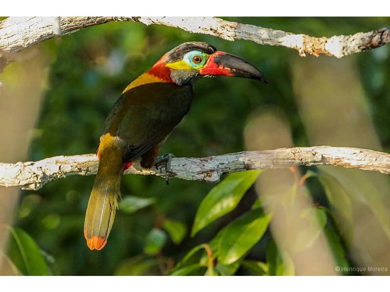 Guianan Toucanet