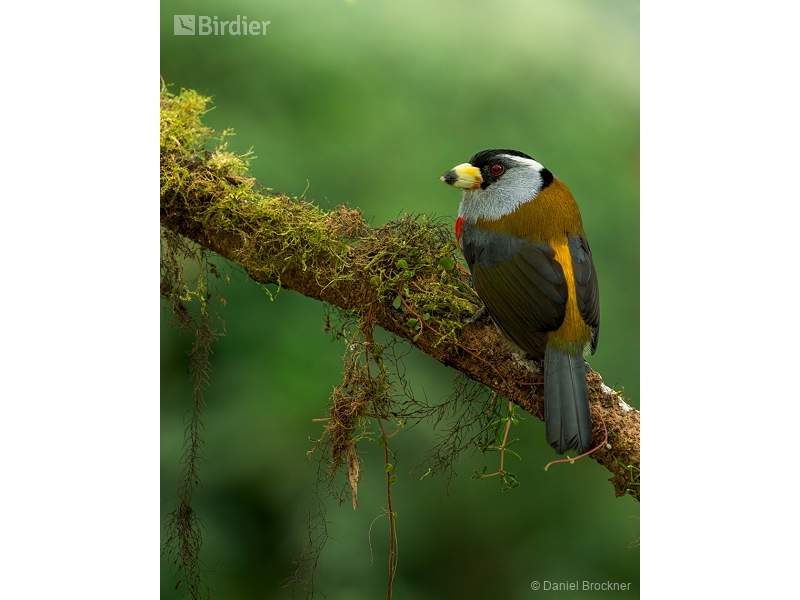 Toucan Barbet