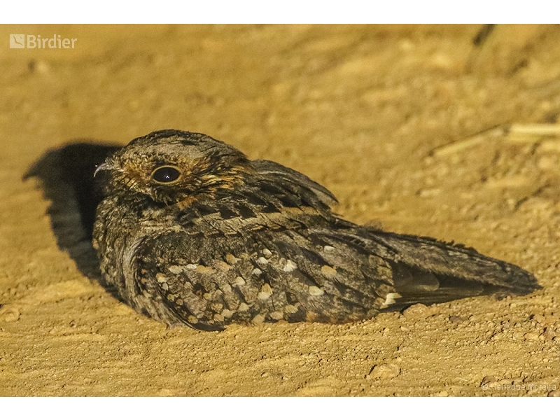 Little Nightjar