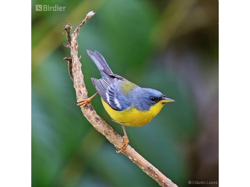 Tropical Parula