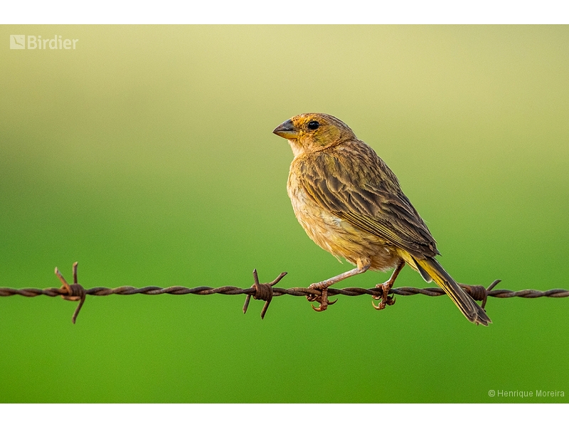 Saffron Finch