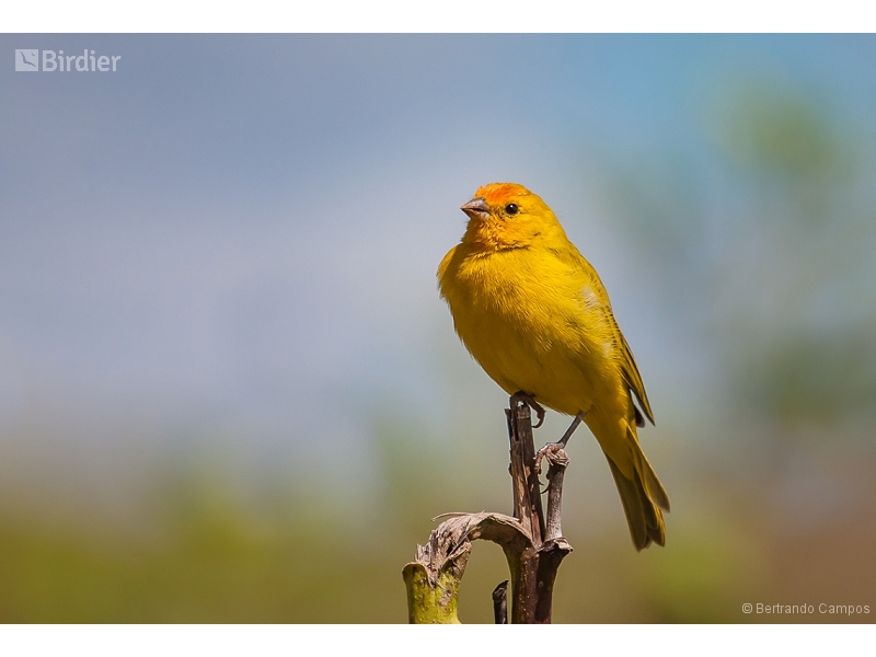 Saffron Finch