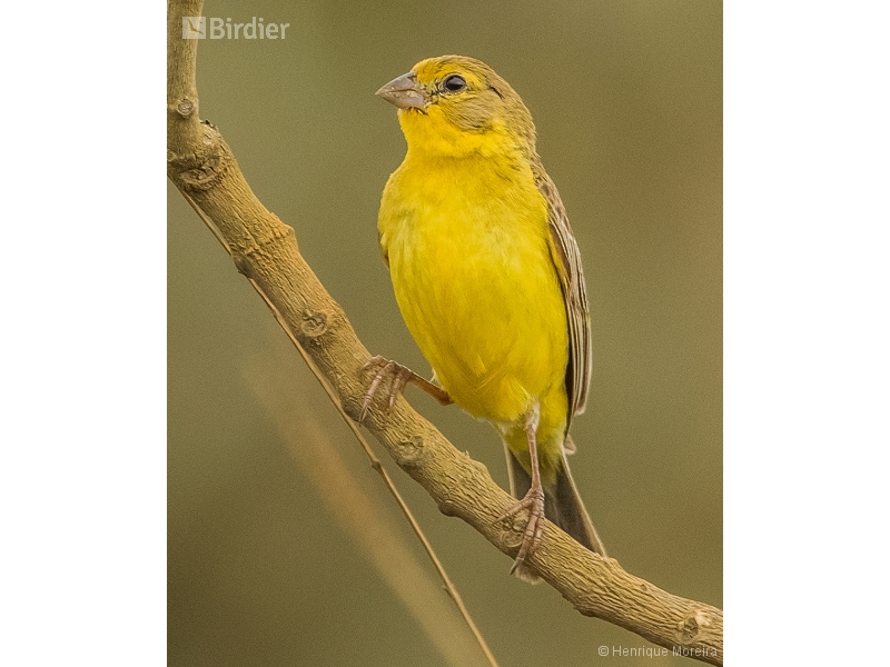 Grassland Yellow Finch