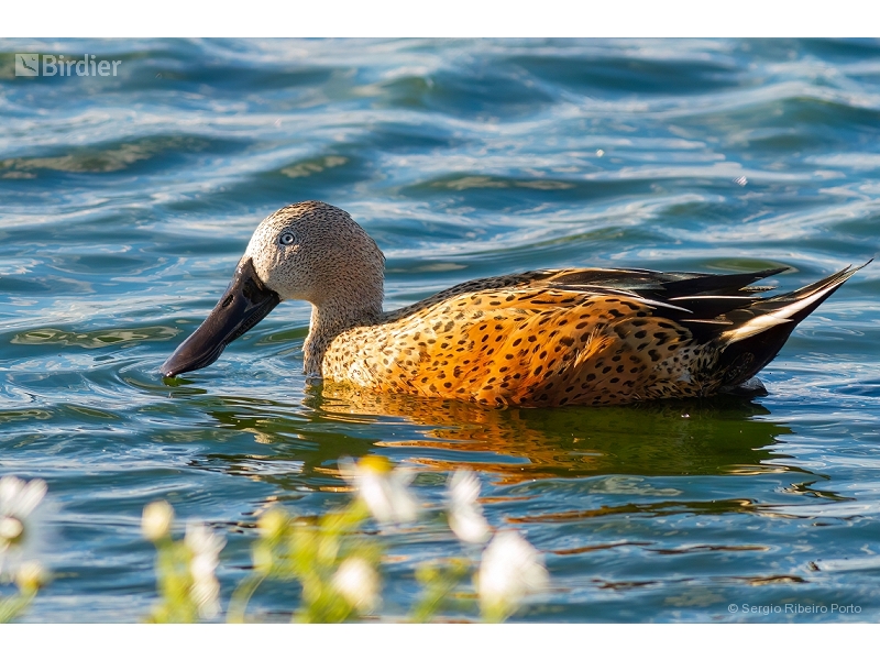 Red Shoveler