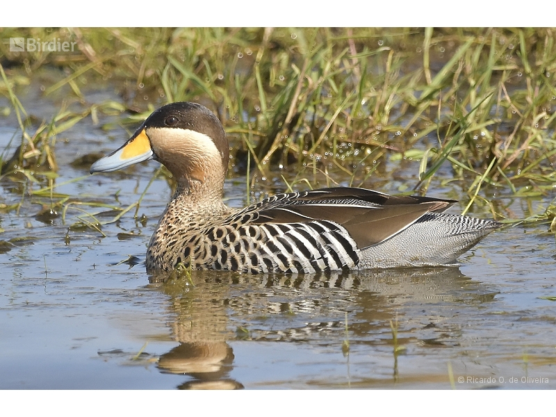 Silver Teal