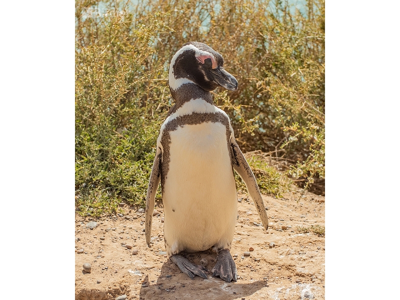 Magellanic Penguin
