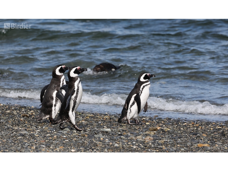 Magellanic Penguin