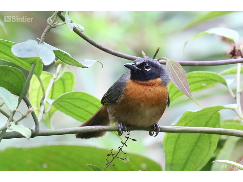 Black-eared Hemispingus