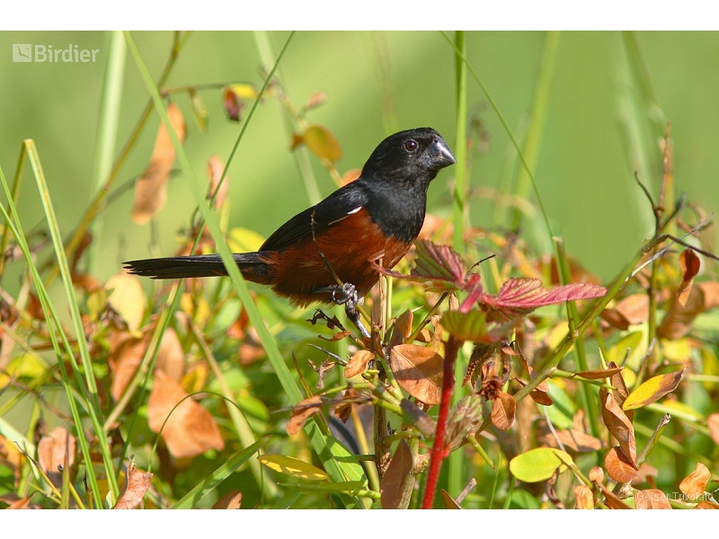 Chestnut-bellied Seed Finch