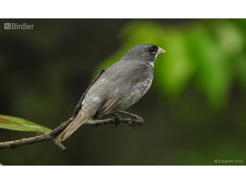 Double-collared Seedeater