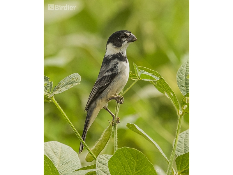 Rusty-collared Seedeater