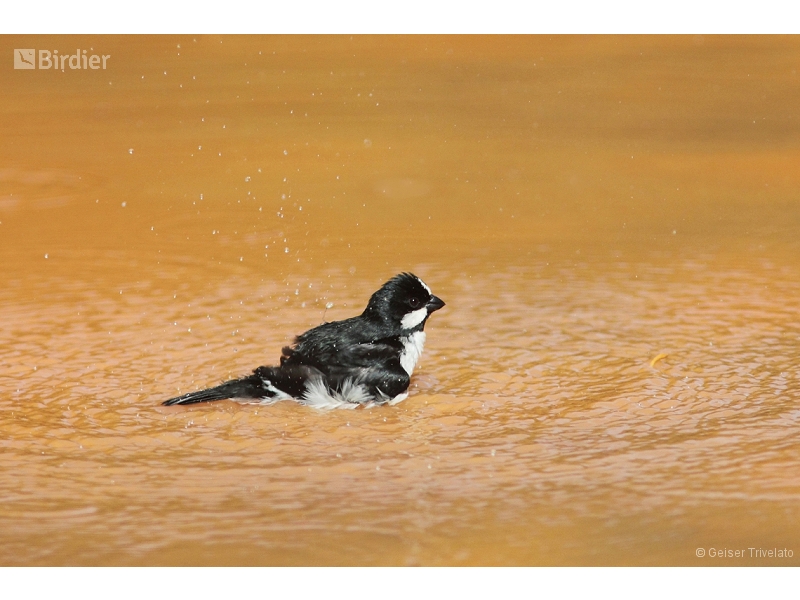 Lined Seedeater