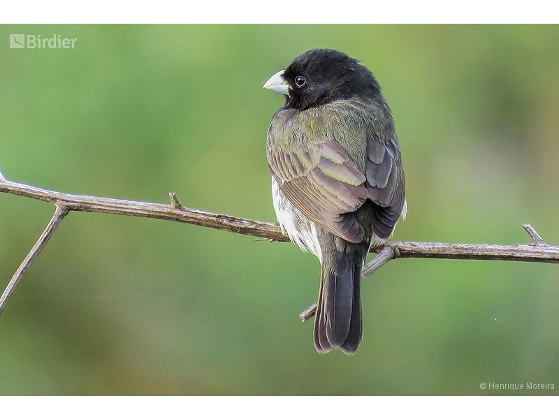 Yellow-bellied Seedeater