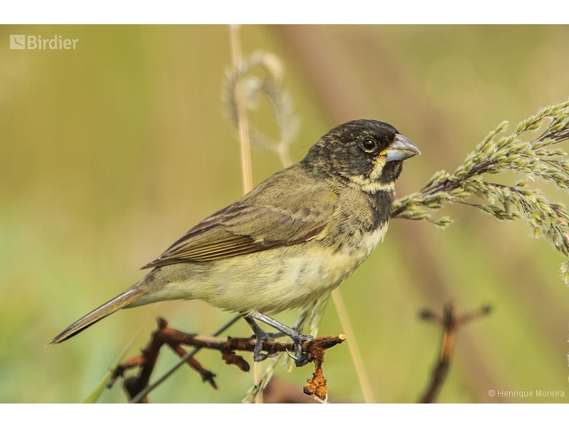 Yellow-bellied Seedeater