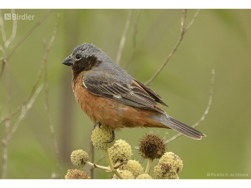 Dark-throated Seedeater