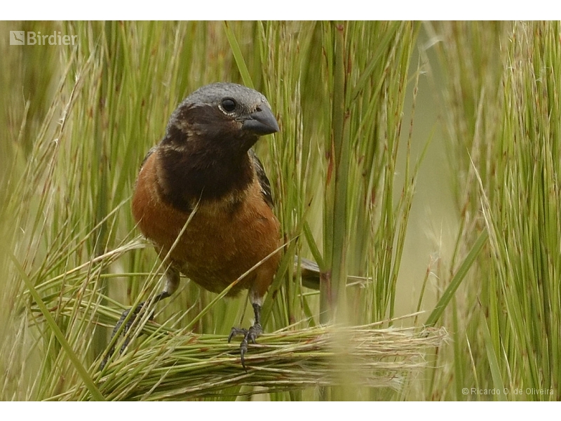 Dark-throated Seedeater
