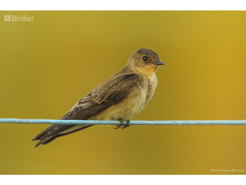 Southern Rough-winged Swallow