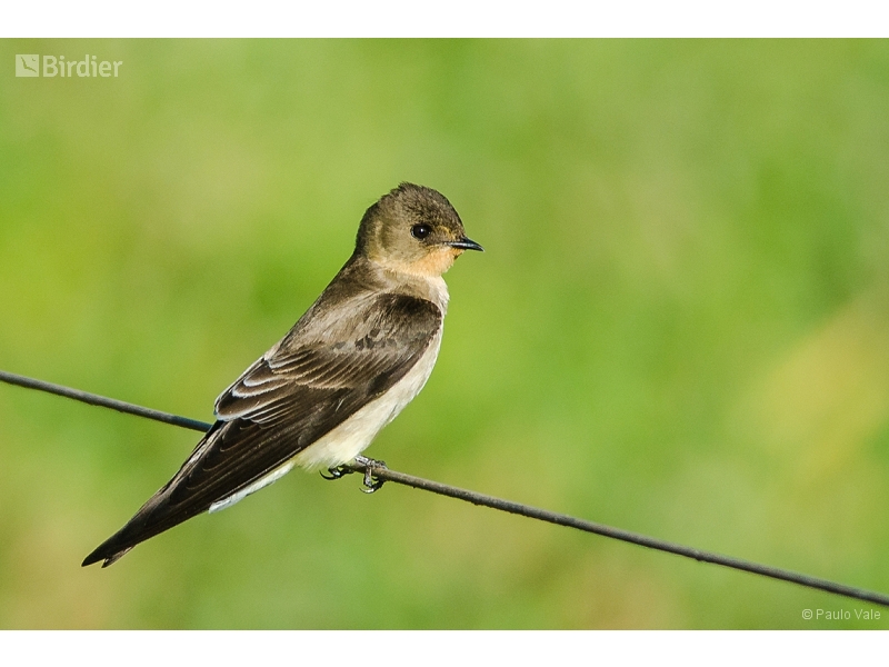 Southern Rough-winged Swallow